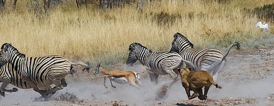 gasell lion zebra